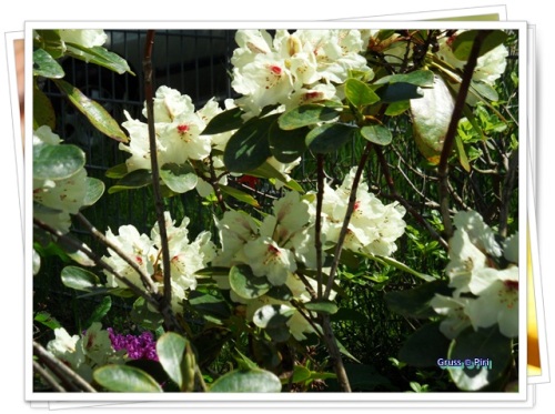 Rhododendronstrauch