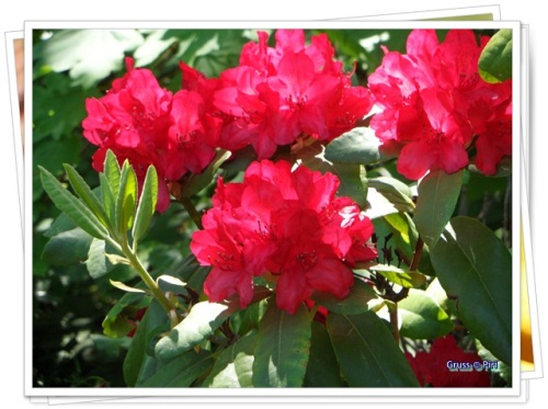 Rhododendronstrauch