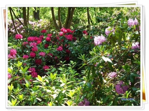 Rhododendronsträcher